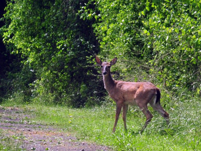 47cooks_063whitetaildeer.jpg
