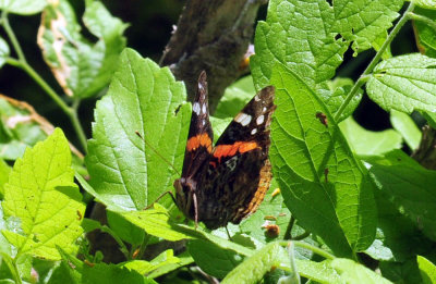 47cooks_071redadmiral.jpg