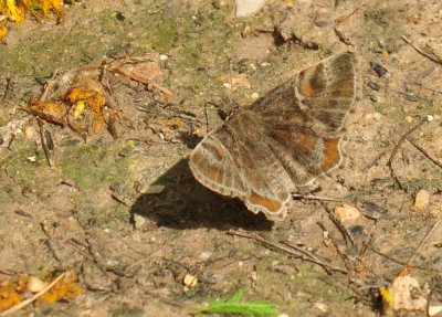 47cooks_075texaspowderedskipper.jpg