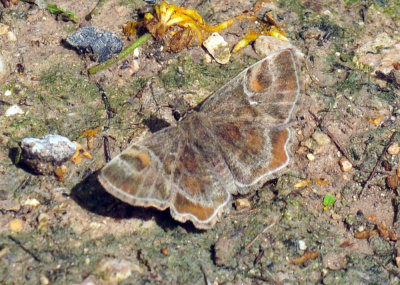 47cooks_081Texaspowderedskipper.jpg