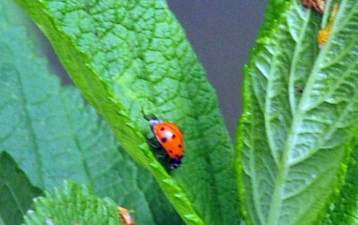 47cooks_110ladybug.jpg