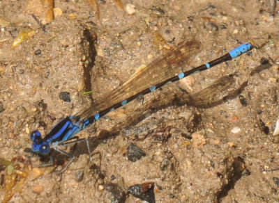 47cooks_115familiarbluet.jpg