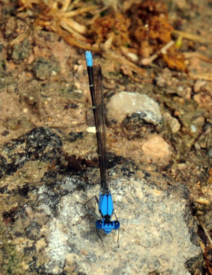 47cooks_119bluefronted.jpg