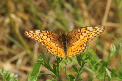 47cooks_136variegatedfritillary.jpg