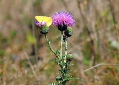 47cooks_143orangesulphurthistle.jpg