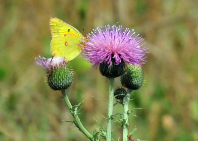 47cooks_145orangesulphurthistle.jpg