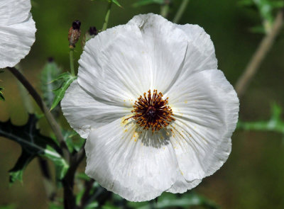 47cooks_164pricklypoppy.jpg