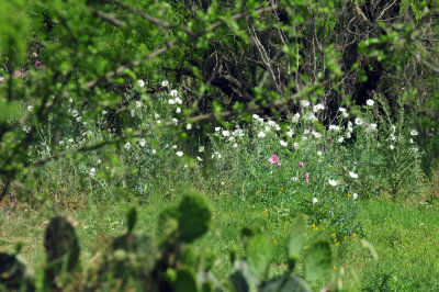 47cooks_174pricklypoppy.jpg