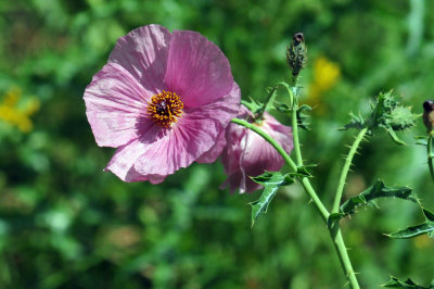 47cooks_175pricklypoppy.jpg