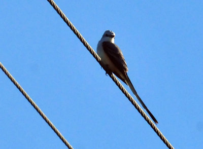 48cookscounty_001scissortail.jpg