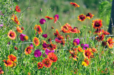 48cookscounty_033flora.jpg