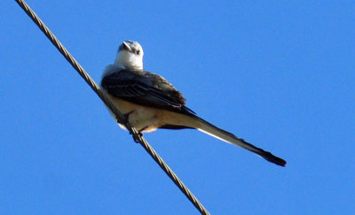 48cookscounty_049scissortail.jpg