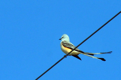 48cookscounty_136scissortail.jpg