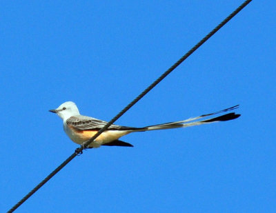 48cookscounty_139scissortail.jpg