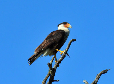48cookscounty_163crestedcaracara.jpg