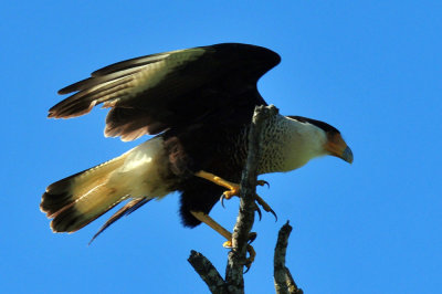 48cookscounty_168crestedcaracara.jpg