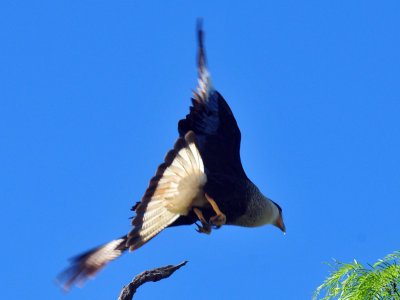 48cookscounty_170crestedcaracara.jpg