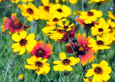48cookscounty_179flora.jpg