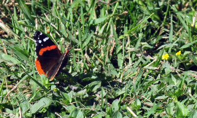 48cookscounty_196redadmiral.jpg