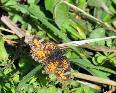 48cookscounty_200phaon.jpg