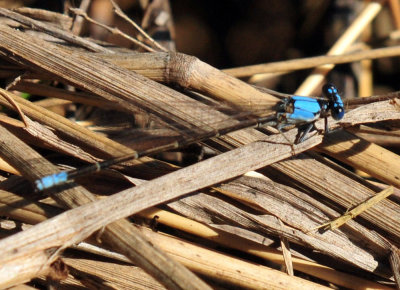 48cookscounty_226bluefronted.jpg