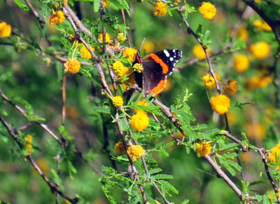 48cookscounty_230redadmiral.jpg