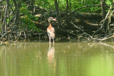 48cookscounty_234blackbelliedwhistlingduck.jpg