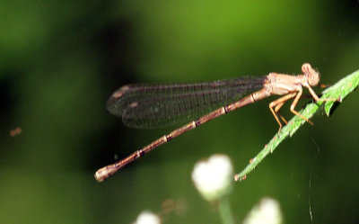 48cookscounty_239damsel.jpg