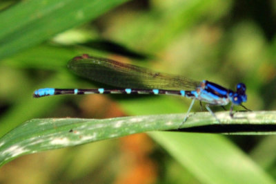 48cookscounty_245blueringed.jpg