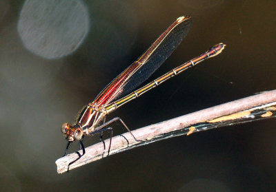 48cookscounty_252americanrubyspot.jpg