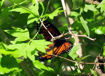 48cookscounty_256viceroy.jpg