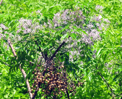 48cookscounty_266chinaberry.jpg