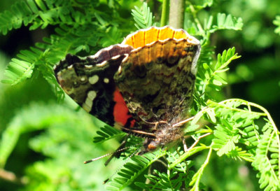 48cookscounty_272redadmiral.jpg