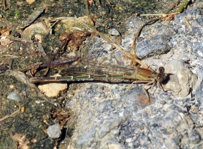 48cookscounty_279damsel.jpg