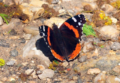48cookscounty_281redadmiral.jpg