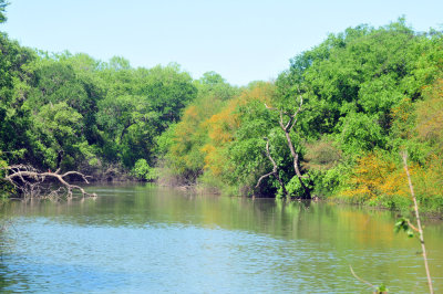 48cookscounty_285magictree.jpg