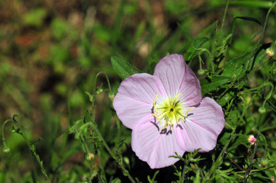 48cookscounty_290pink.jpg