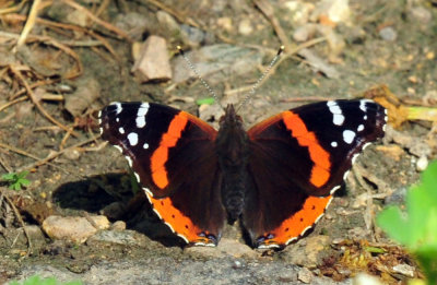 48cookscounty_300redadmiral.jpg