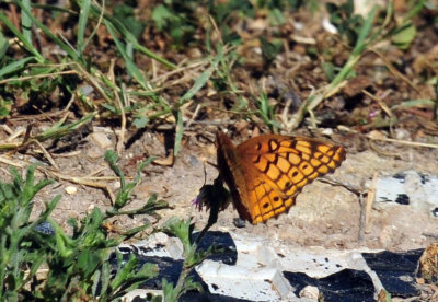 48cookscounty_317variegatedfritillay.jpg