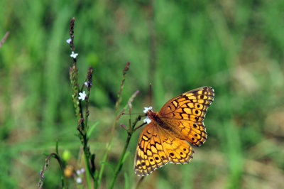 48cookscounty_325variegatedfritillary.jpg