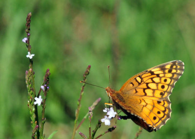 48cookscounty_331variegatedfritillary.jpg