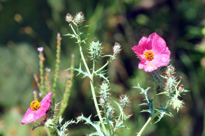 48cookscounty_342poppy.jpg