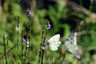 48cookscounty_346checkeredwhitevervain.jpg