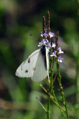 48cookscounty_353checkeredwhite_on_vervain.jpg