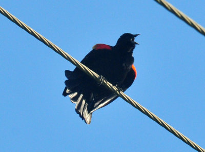49cr375_003redwingedbb.jpg