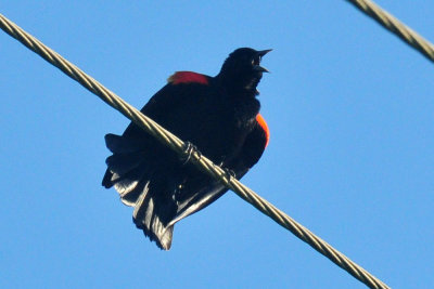 49cr375_004redwingedbb.jpg