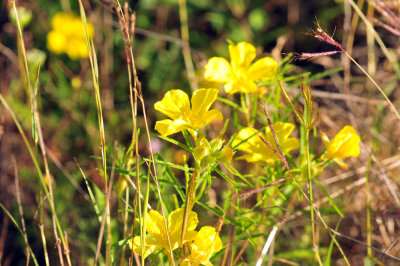 49cr375_007flora.jpg