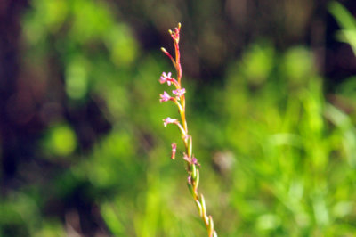 49cr375_011flora.jpg