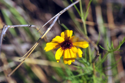 49cr375_018flora.jpg