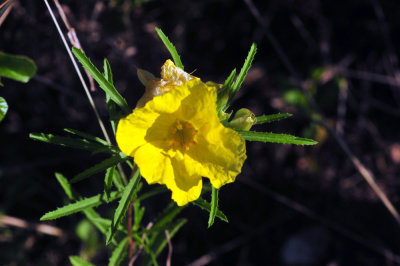 49cr375_020flora.jpg
